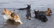 In for a Swim - Sept 2009